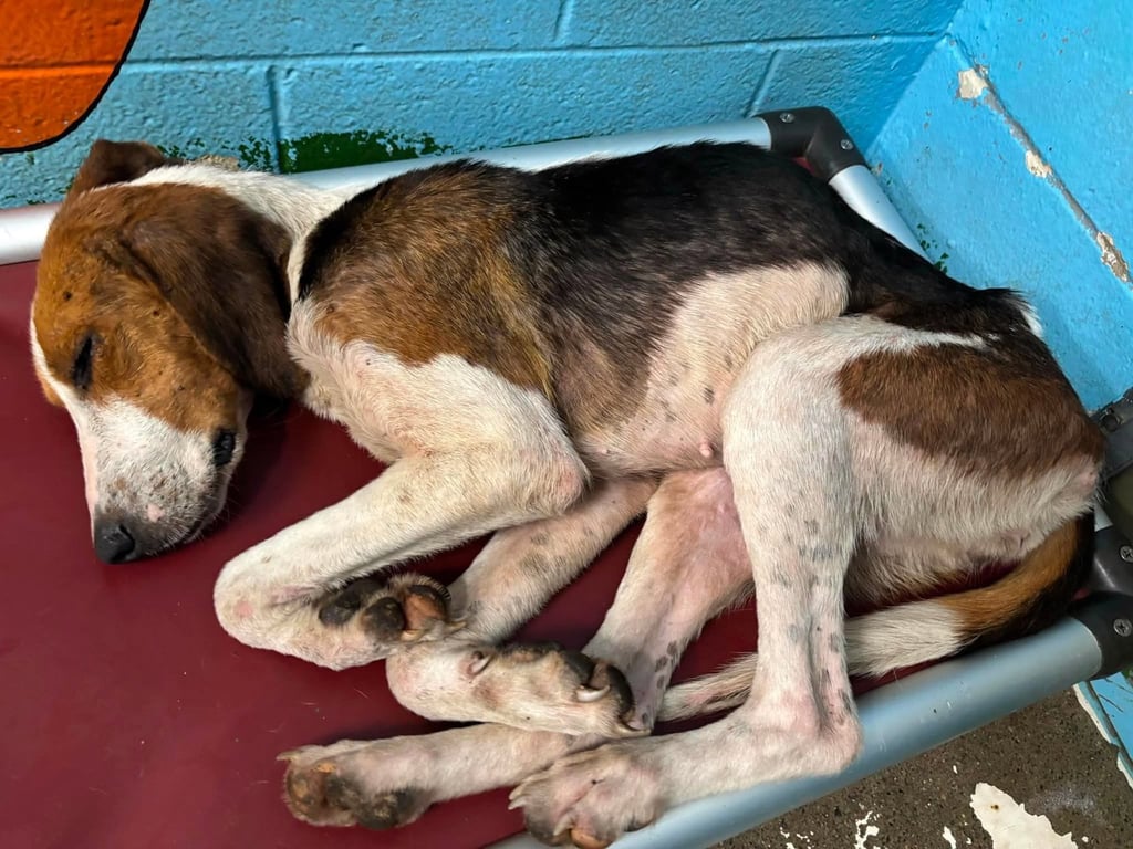 Plover: Not at the shelter (Shannon) Image