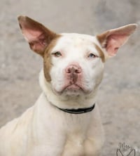 Leesa: Not at shelter (BCC) - Photo 3
