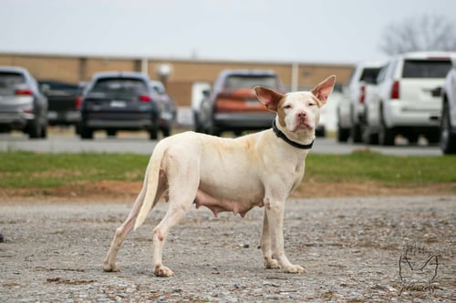 LEESA: NOT AT SHELTER (BCC) - Pit Bull Terrier available for adoption