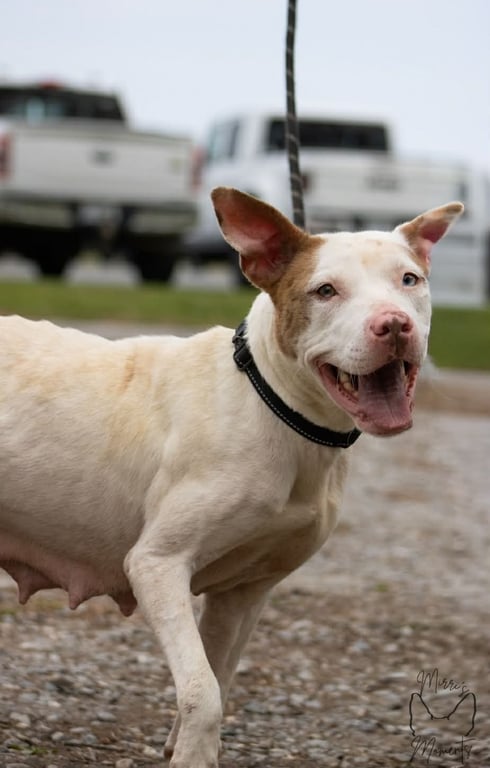 Leesa: Not at shelter (BCC) Image