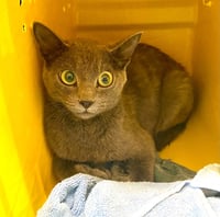 Gigi - At shelter - Photo 1