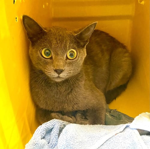 GIGI - AT SHELTER - Domestic Short Hair available for adoption