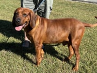 Bo: "My Home to Yours," not at the shelter - Photo 1