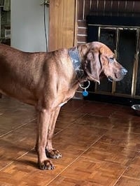 Bo: "My Home to Yours," not at the shelter - Photo 4