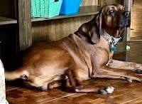 Bo: "My Home to Yours," not at the shelter - Photo 5
