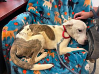 Bo Bojangles: Not At shelter (Dora) - Photo 1