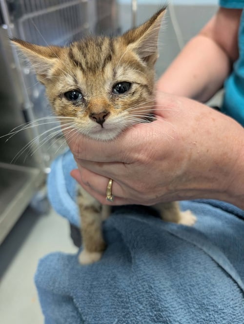 SONATA - AT SHELTER - Domestic Short Hair available for adoption