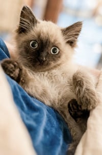 Abominable not at the shelter (Faith) - Photo 1