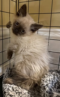 Abominable not at the shelter (Faith) - Photo 2
