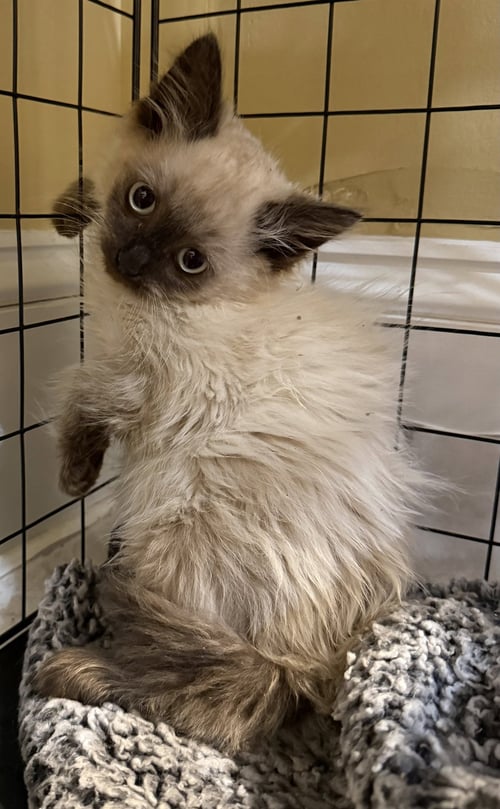 ABOMINABLE NOT AT THE SHELTER (FAITH) - Domestic Short Hair available for adoption