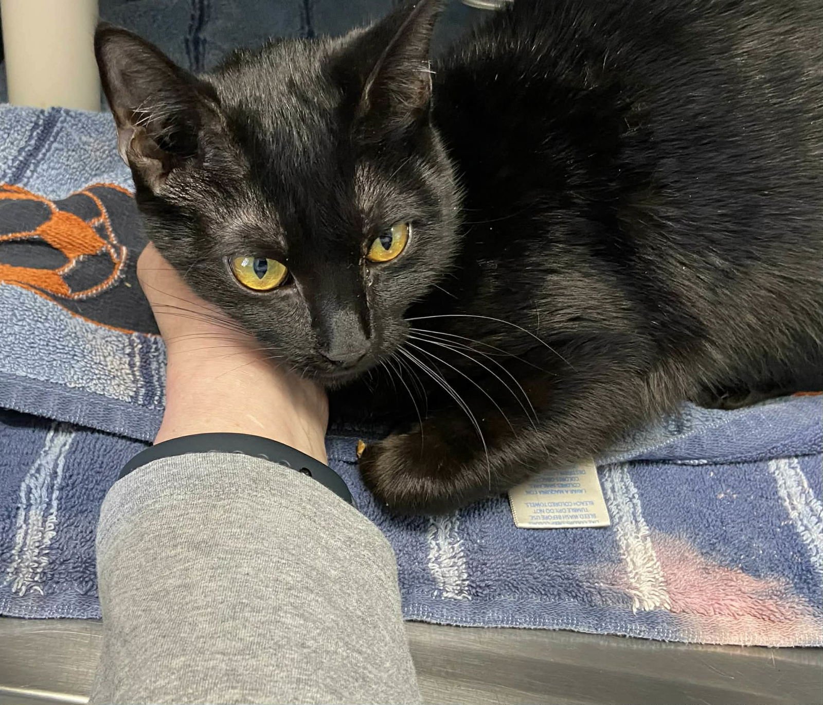 BIRDIE: VISIT AT LYNCHBURG PETSMART - Domestic Short Hair available for adoption