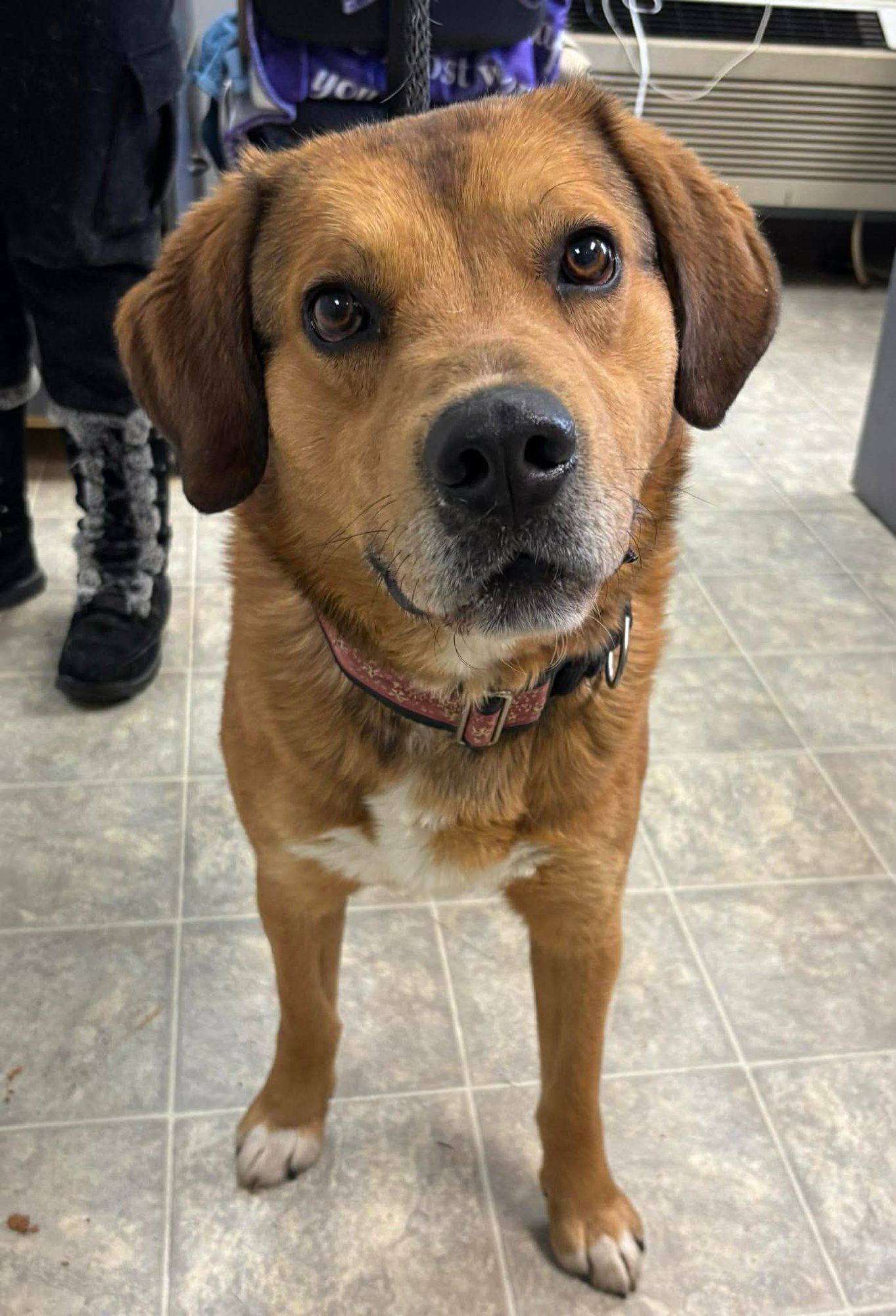 IRELAND: AT SHELTER - Retriever available for adoption