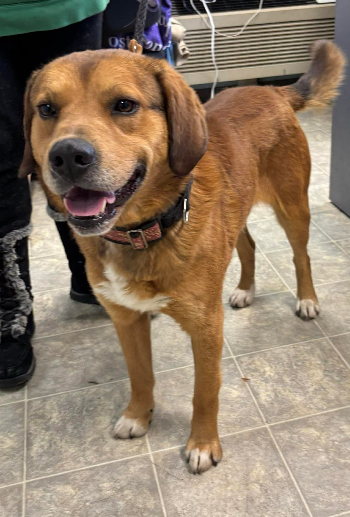 IRELAND: AT SHELTER - Retriever available for adoption