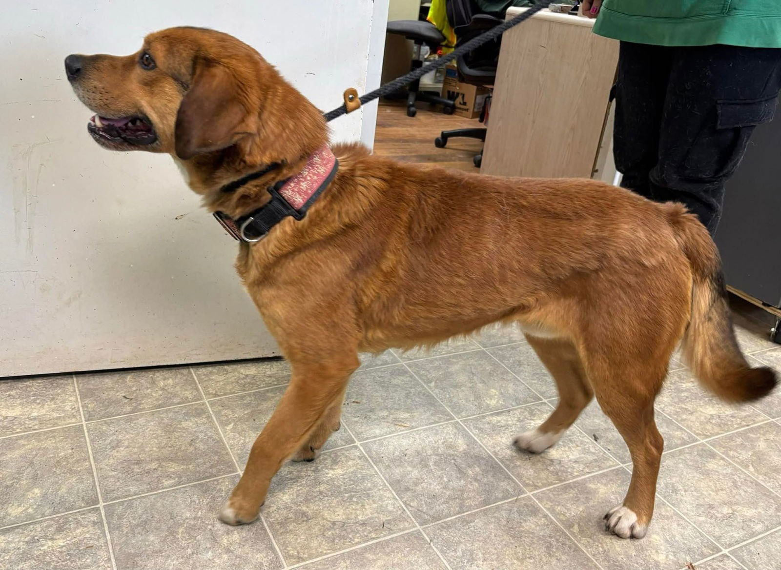 Ireland: At shelter - Photo 3