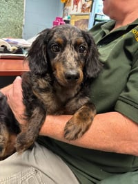 Dexter - Not at shelter (Sherrie) avail. 8/24 - Photo 3