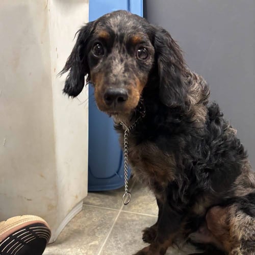 DEXTER - NOT AT SHELTER (SHERRIE) AVAIL. 8/24 - Dachshund available for adoption