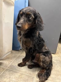Dexter - Not at shelter (Sherrie) avail. 8/24 - Photo 1