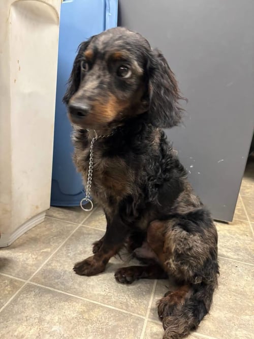 DEXTER - NOT AT SHELTER (SHERRIE) AVAIL. 8/24 - Dachshund available for adoption