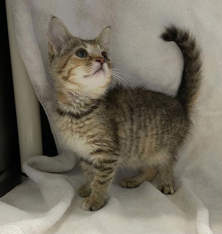 Stevie Nicks - At shelter Image