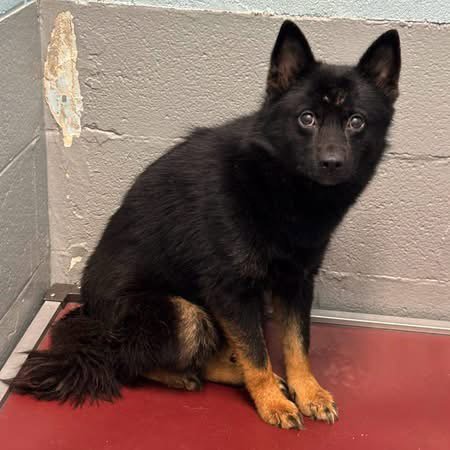 Dolly - At shelter available 7/28 Image