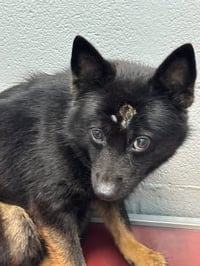 Dolly - At shelter available 7/28 - Photo 2