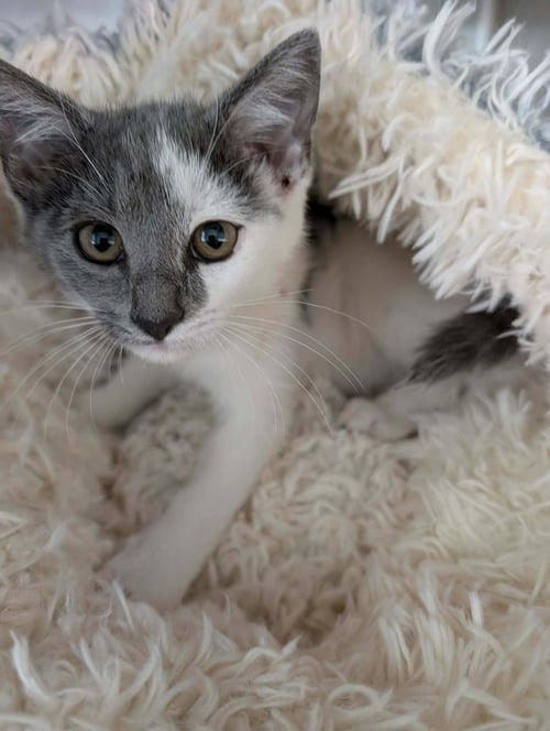 SNACK WRAP - NOT AT THE SHELTER (FAITH) - Domestic Short Hair available for adoption