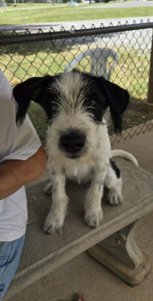 JELLY - AT SHELTER AVAILABLE 8/21 - Terrier available for adoption