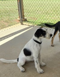 Jelly - At shelter available 8/21 - Photo 3