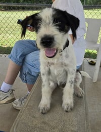 Jelly - At shelter available 8/21 - Photo 4