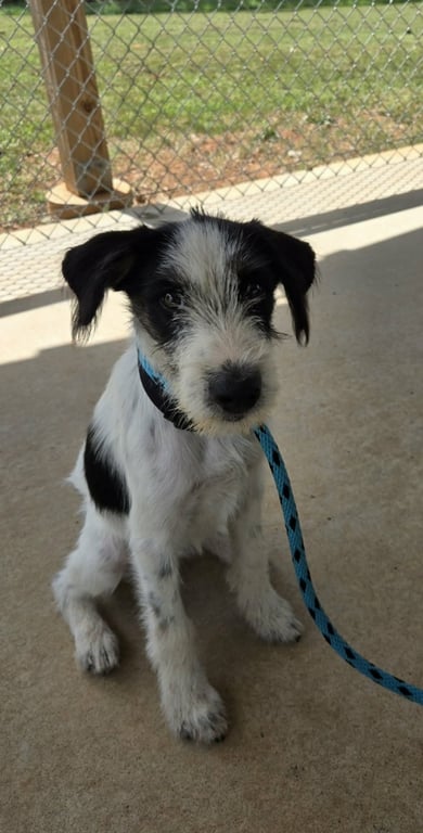 Jelly - At shelter available 8/21 Image