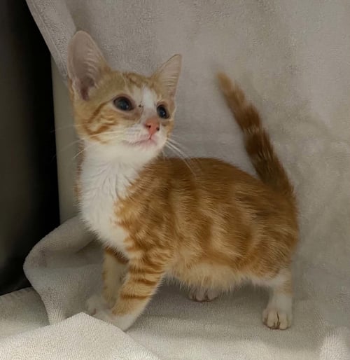 MICHAEL BOLTON - NOT AT SHELTER - Domestic Short Hair available for adoption