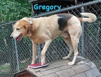 Gregory: Not At the Shelter (Wendy) - Photo 3
