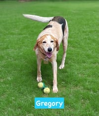 Gregory: Not At the Shelter (Wendy) - Photo 1