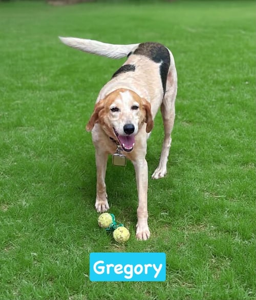 GREGORY: NOT AT THE SHELTER (WENDY) - Foxhound for adoption in Lynchburg