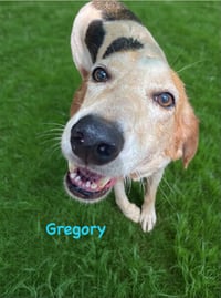 Gregory: Not At the Shelter (Wendy) - Photo 2