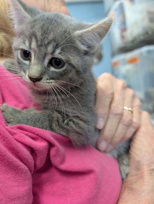 FRISBEE - NOT AT SHELTER (SHANNON) - Domestic Short Hair available for adoption