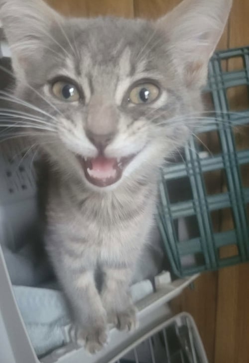 FRISBEE - NOT AT SHELTER (SHANNON) - Domestic Short Hair available for adoption