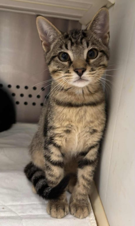 Linus:  Not at shelter (Debra) Image