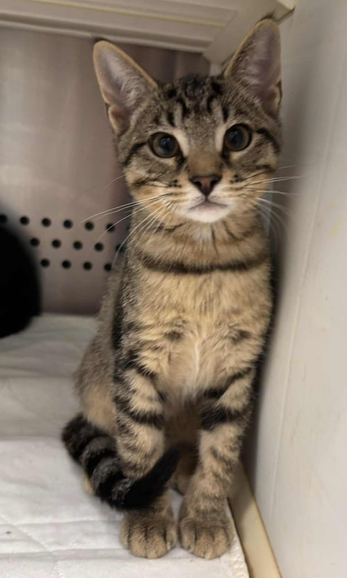 LINUS:  NOT AT SHELTER (DEBRA) - Domestic Short Hair available for adoption