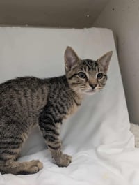 Linus:  Not at shelter (Debra) - Photo 2