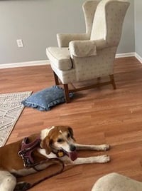 Ollie: “My Home to Yours” - Photo 4