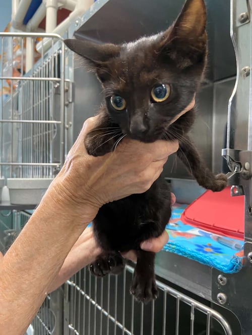 ALERIS - AT SHELTER - Domestic Short Hair available for adoption