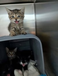 Frito - Visit At Petsmart Lynchburg - Photo 1