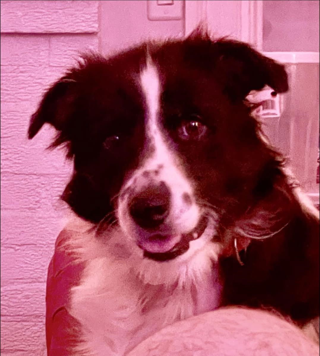 BLUBERRY: NOT AT SHELTER (JOAN) - Australian Shepherd available for adoption