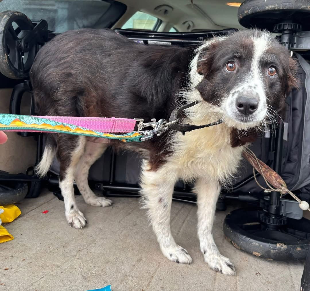 BLUBERRY: NOT AT SHELTER (JOAN) - Australian Shepherd available for adoption