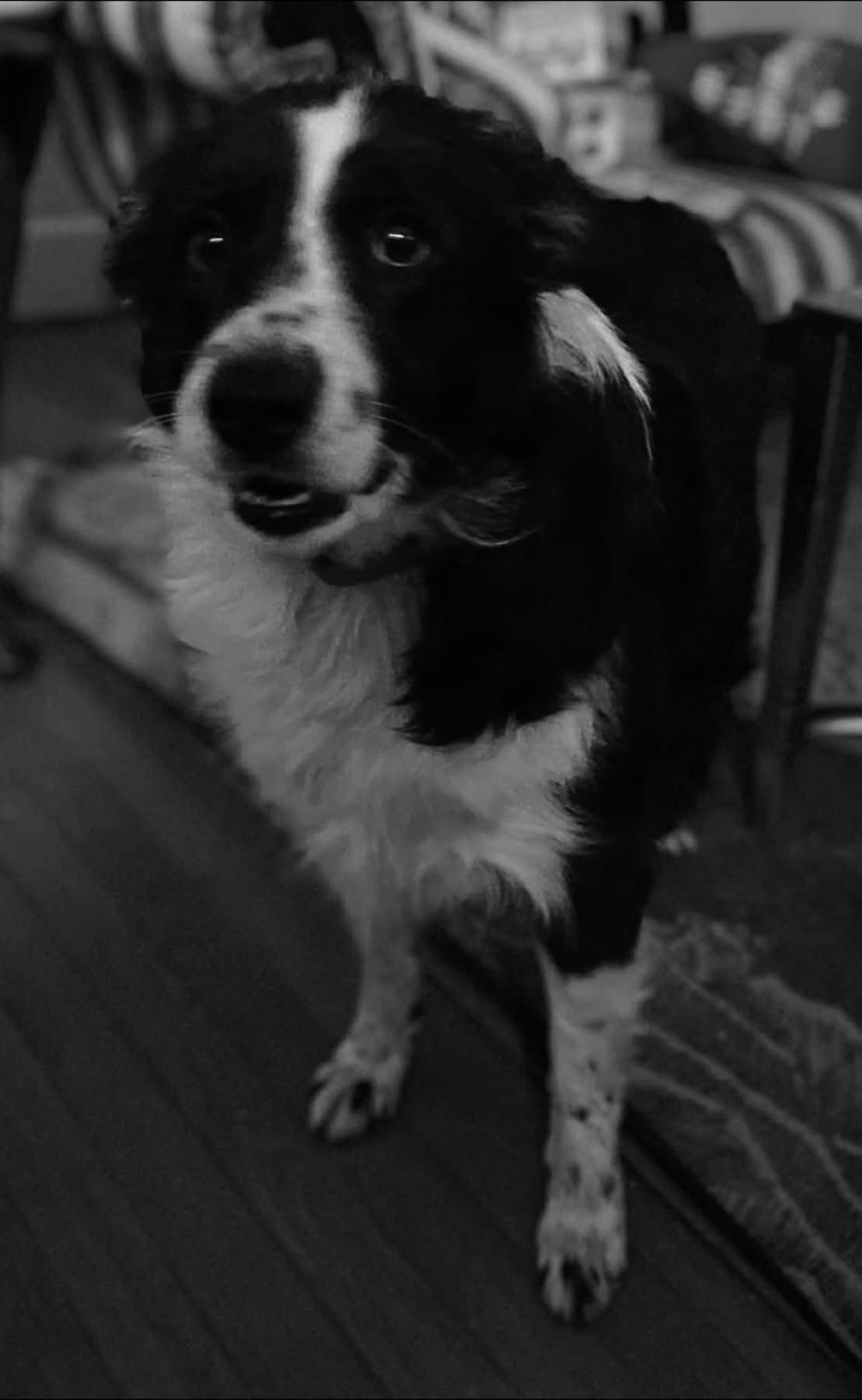 Bluberry: Not at shelter (Joan) - Photo 3