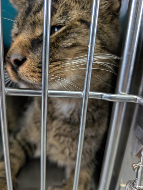 FOXGLOVE - AT SHELTER - Domestic Short Hair available for adoption