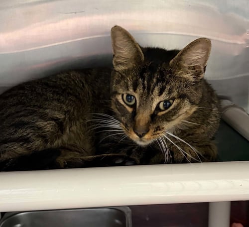 FOXGLOVE - AT SHELTER - Domestic Short Hair available for adoption
