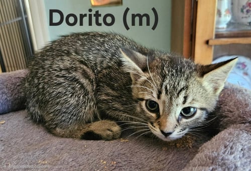 DORITO - VISIT AT PETSMART LYNCHBURG - Domestic Short Hair available for adoption