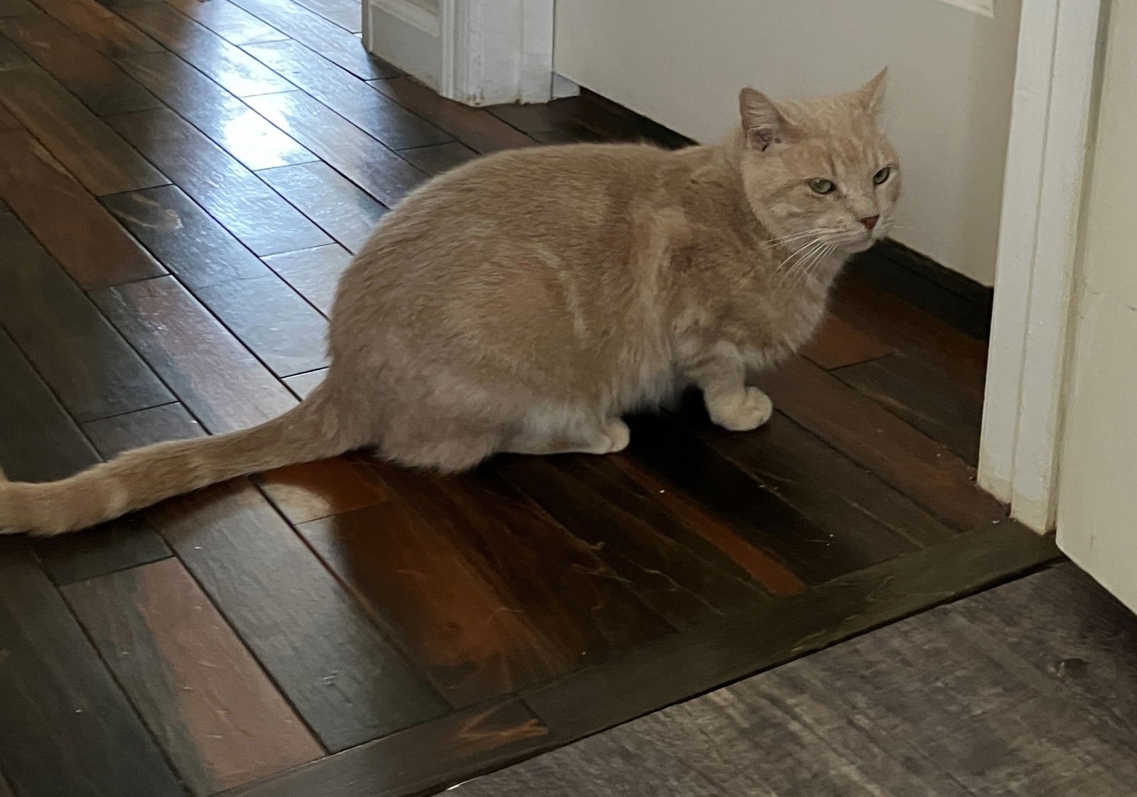 NICOLAS - NOT AT SHELTER (APRIL) - Domestic Short Hair available for adoption